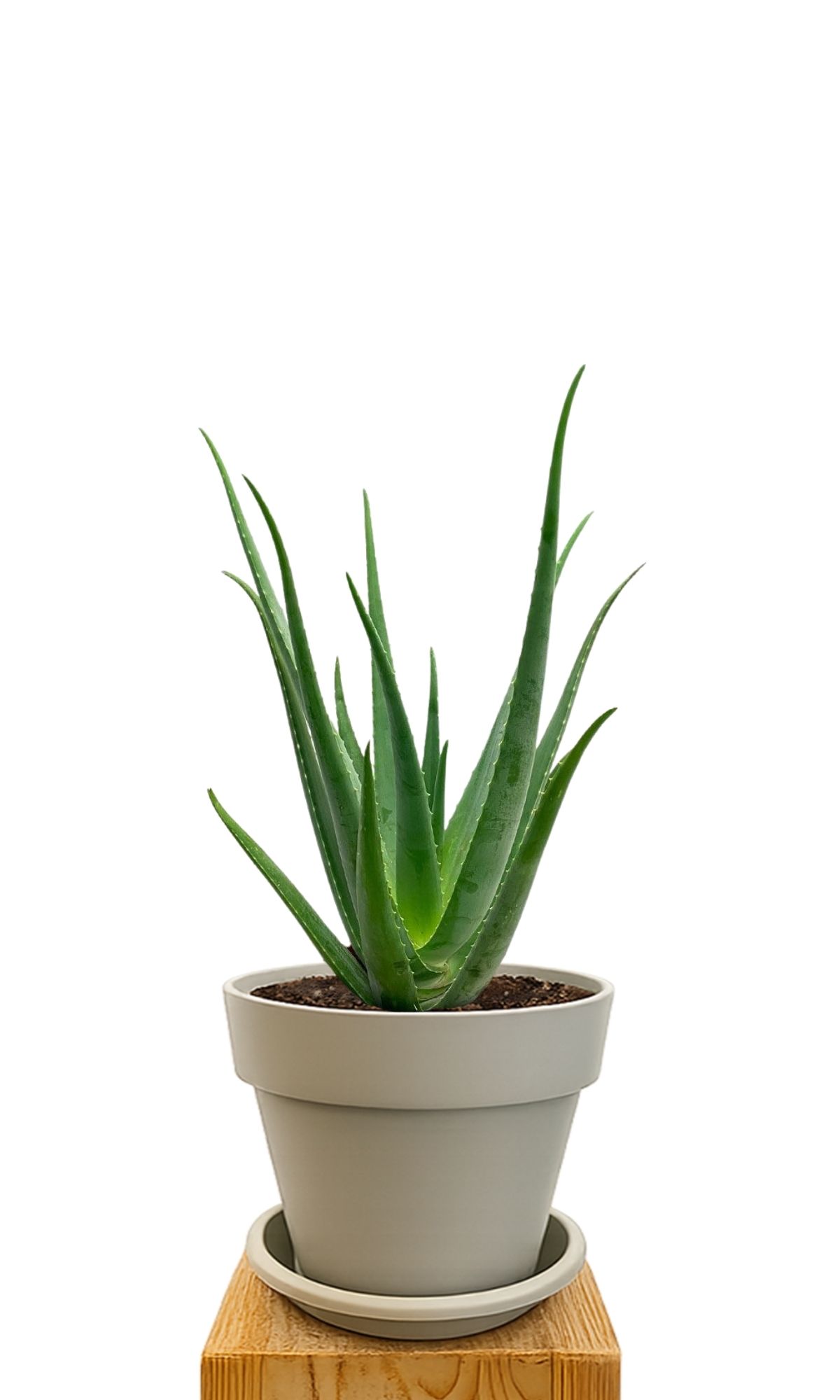 Plant kit 30 Sand
